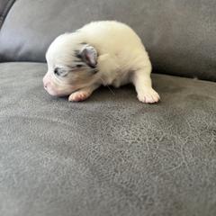 Pomeranian Puppies from Royal Pomeranians