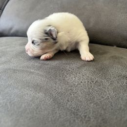 Pomeranian Puppies from Royal Pomeranians