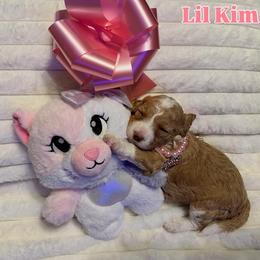 Lil Kim - Apricot female Goldendoodle puppy in Cordova, Tennessee from TrueLine kennels