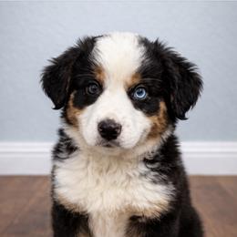 Rosie - Black tri-color female Australian Shepherd puppy in Traer, Iowa from Kelly Arndt