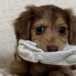 Chihuahuas and Dachshunds from Cripple Creek Farms
