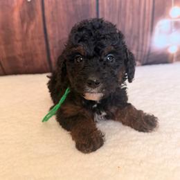 Firecracker - Phantom male Goldendoodle puppy in Luana, Iowa from Country View Bernedoodles and Goldendoodles