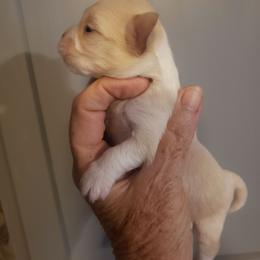Andy - Cream male Chihuahua puppy in Nc, Florida from Brusseluv2