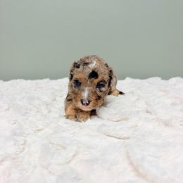Girl 2 - Merle female Goldendoodle puppy in Springfield, Ohio from Dawson & Daryn's Royal Companions