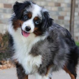 Coco - Toy Australian Shepherd