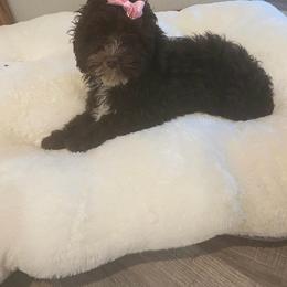 Cocoa - Cockapoo