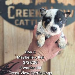 Boy 2 - Blue male Australian Cattle Dog puppy in Monroe, North Carolina from Creek View Cattle Dogs