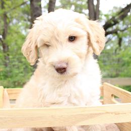 Zeus - Cream male Labradoodle puppy in Grants Pass, Oregon from Oregon Valley Pups