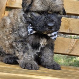 Boy 4 - male Bouvier des Flandres puppy in Marionville, Missouri from Sandbox Puppies