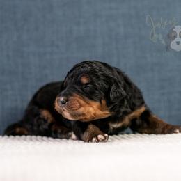Asher Standard Bernedoodle - Phantom male Bernedoodle puppy in Eureka, Illinois from Joley Aire Family Dogs