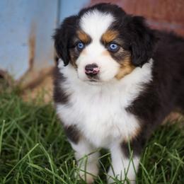 Jupiter - Black tri female Miniature Australian Shepherd puppy in Enoch, Utah from Twisted H Aussies