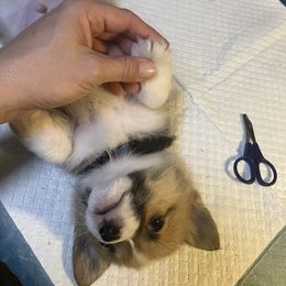 American Corgi and Pembroke Welsh Corgi Puppies from Cascadian Space Coast Corgis LLC