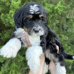 Bernedoodle puppies from Tilley's Southern Doodles