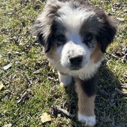 Doc - Blue merle Miniature Australian Shepherd puppy in Boyd, Texas from Deep Creek Mini Aussies