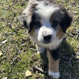 Doc - Blue merle Miniature Australian Shepherd puppy in Boyd, Texas from Deep Creek Mini Aussies