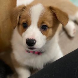 Pembroke Welsh Corgi Puppies from Wiggle B Ranch Corgis