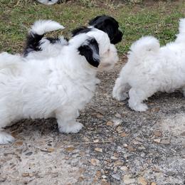 Coton de Tulear Puppies from Marilyn Edwards