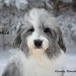 Cookie - Aussiedoodle
