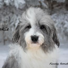 Cookie - Aussiedoodle