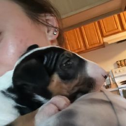 Bull Terrier Puppies from Rockbuster Bull Terriers