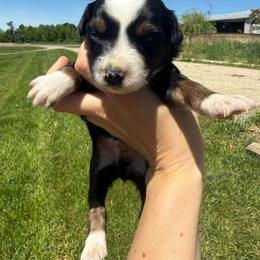 Tito - Black tri male Miniature Australian Shepherd puppy in Marion, Michigan from Highland Hills Mini Aussies