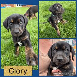 Glory - Black female Catahoula Leopard Dog puppy in Forbes, Minnesota from North Country Catahoulas