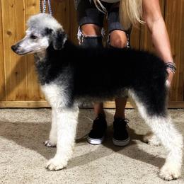 Kane - Poodle