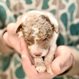 Huck - Red merle male Aussiedoodle puppy in Eastman, Georgia from Dood B Ranch