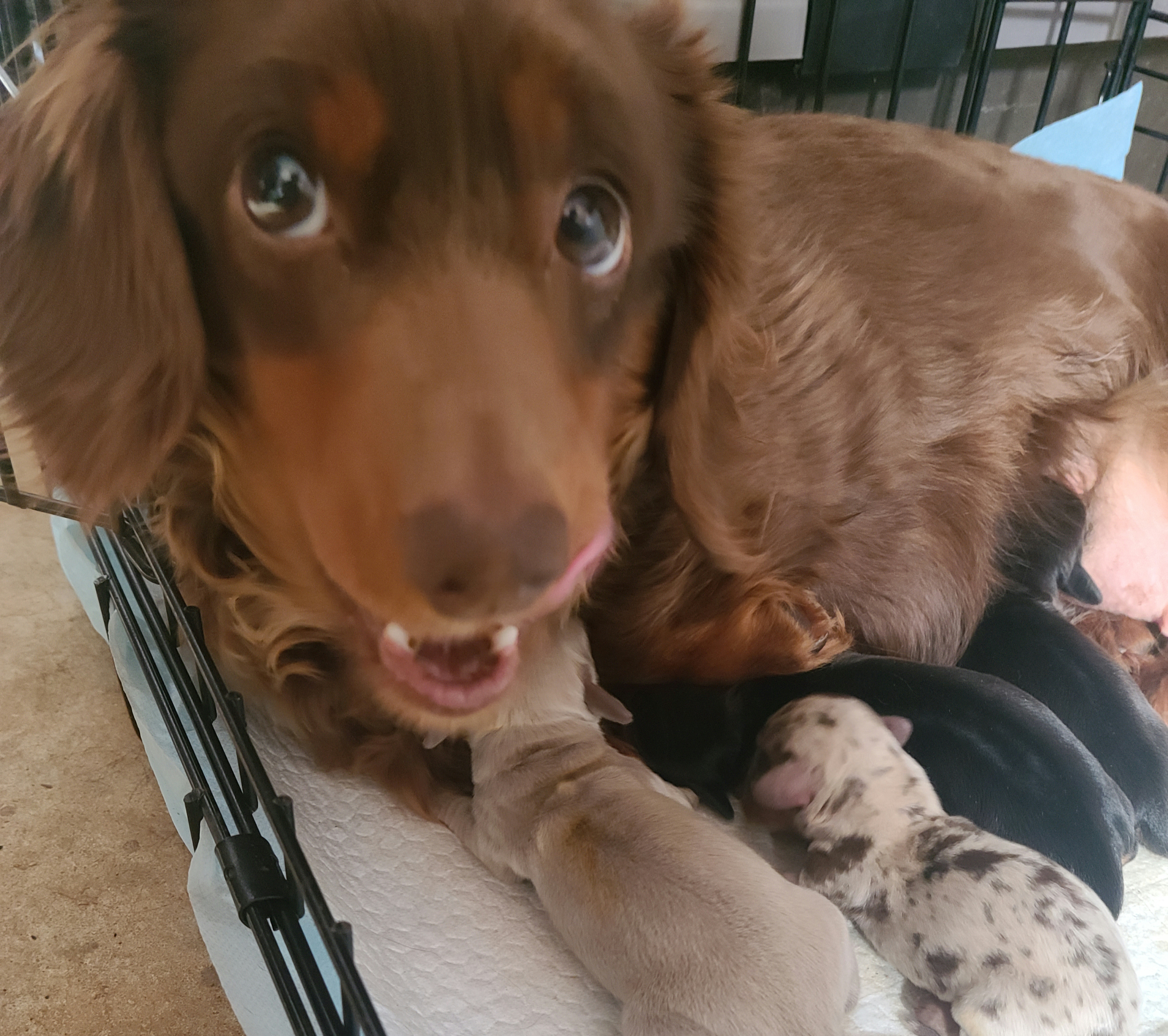 Daisy - Dachshund