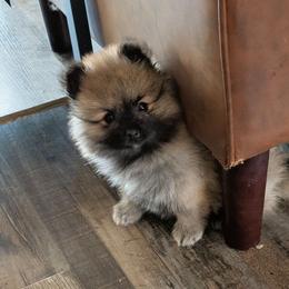 M - Wolf sable male Pomeranian puppy in Cocoa, Florida from Pom Coast Pomeranians