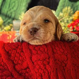 Clementine - Cream male Cockapoo puppy in Midwest City, Oklahoma from Strawberry Hill Puppy Patch