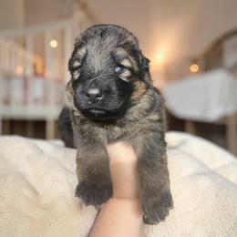Hawkeye - Sable male German Shepherd puppy in Oakland, Oregon from VHM German Shepherds
