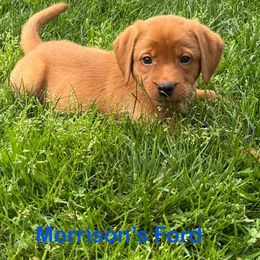 Ford - Yellow male Labrador Retriever puppy in Tigard, Oregon from Morrison Labrador Retreivers
