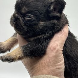 Boy 4 - Black male French Bulldog puppy in Marion, Virginia from Frenchies Vom Reiches Tal