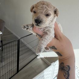 Boy 3 - Cream male Poodle puppy in Grass Valley, California from Cuddle Paws Poodles