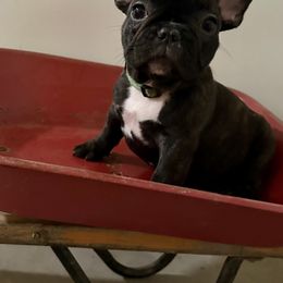 French Bulldog Puppies from Dreamabuls French Bulldogs