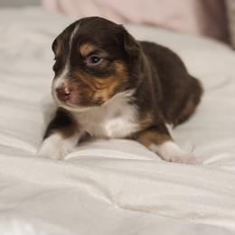 Moose AKC - Red tri-color male Australian Shepherd puppy in Polk City, Florida from Skaky Shepherds