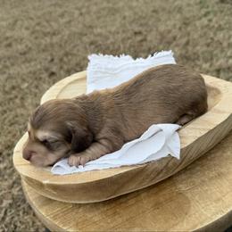 Remy - Chocolate and cream male Dachshund puppy in Bald Knob, Arkansas from Victoria’s Dachshunds