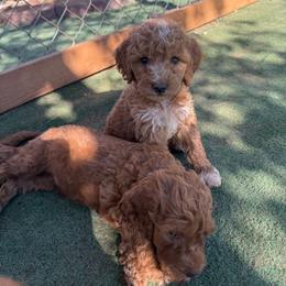 Beige Color Girl - Parti female Goldendoodle puppy in Loma Rica, California from BloomingPuppies