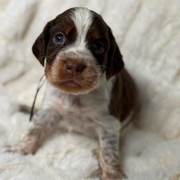 Gray boy - Tri-Roan male English Springer Spaniel puppy in Fairfield, California from Goldridge Springers