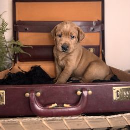 Meara, 2nd pick female - Yellow Labrador Retriever puppy in Rocky Top, Tennessee from Rocky Top Retrievers and Ranch