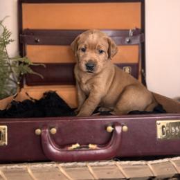 Meara, 2nd pick female - Yellow Labrador Retriever puppy in Rocky Top, Tennessee from Rocky Top Retrievers and Ranch