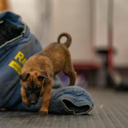 Belgian Malinois Puppies from Ak Hell Hounds
