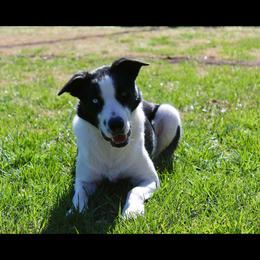 Australian Cattle Dogs and Border Collies from Hangin R Kennels