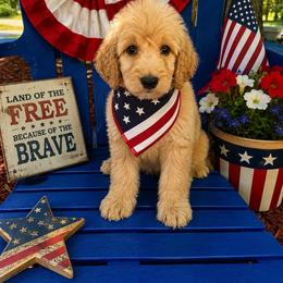 Edward - Red male Irish Doodle puppy in Maryland from Grind Stone Breeding Kennels