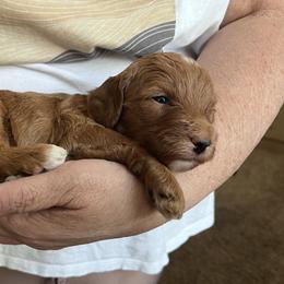 Apollo - Red  male Goldendoodle puppy in Sandy, Utah from Perfect Puppy Doodles