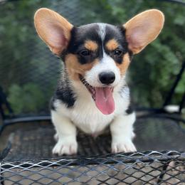 Cobalt - Black and tan male American Corgi puppy in Hope, Arkansas from Foxy Knoll Farm