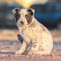 Poppy - Blue mottled female Australian Cattle Dog puppy in Marana, Arizona from Impact 3rd Australian Cattle Dogs