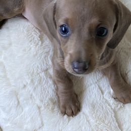 Dachshund Puppies from Bella’s Puppies