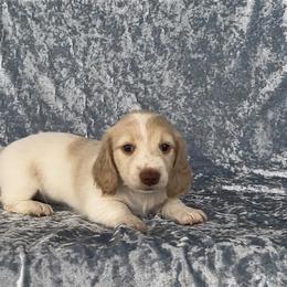 Claire - Cream female Dachshund puppy in Poteau, Oklahoma from Sisters Dazzling Dachshunds